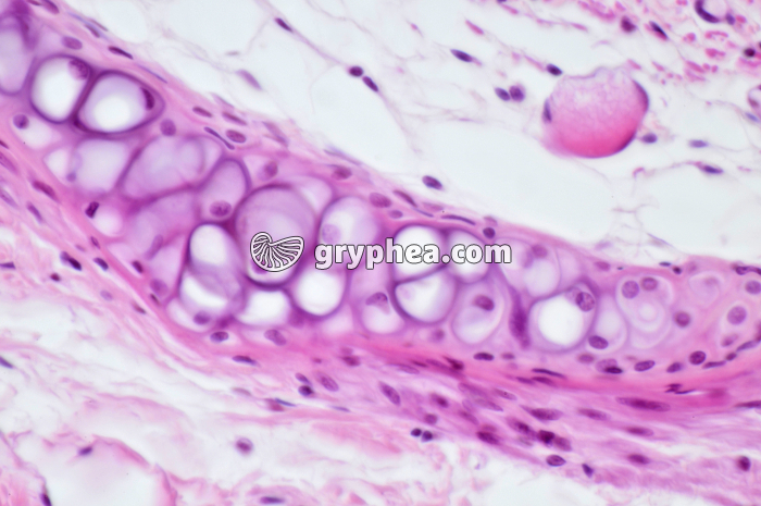 Trachée Rat x160 - gryphea.com